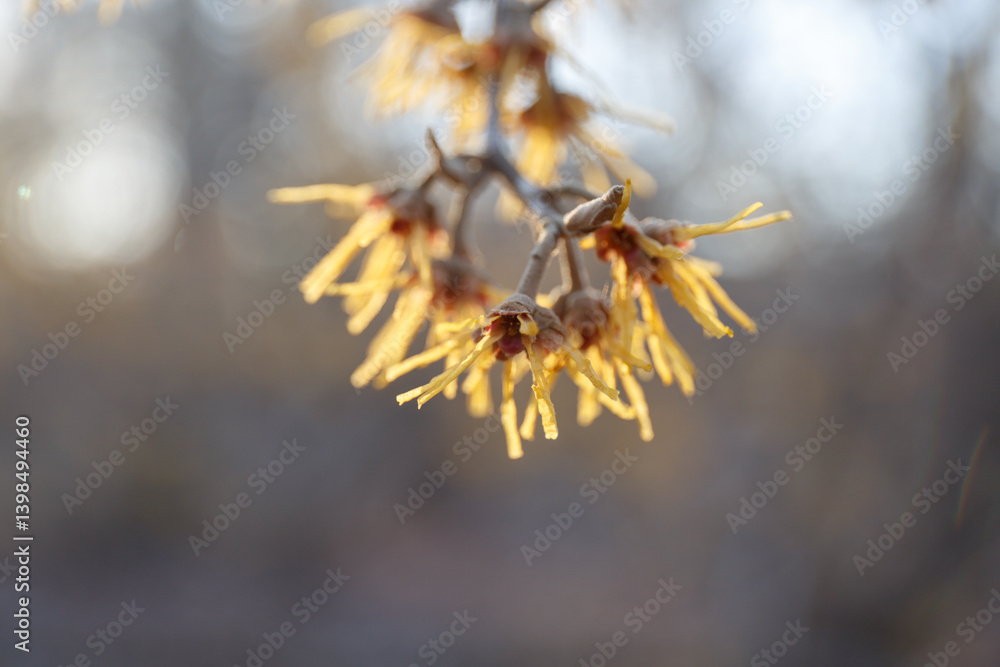 Hamamelis virginiana. Witch Hazel. Close-up of flowers in a sunny background light. Yellow and burgundy inflorescences. Witch hazel flower in bloom. Shrub branches with flowers without leaves Hamamelis virginiana. Witch Hazel. Close-up of flowers in a sunny background light. Yellow and burgundy inflorescences. Witch hazel flower in bloom. Shrub branches with flowers without leaves