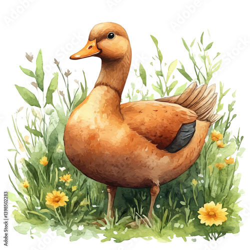 Duck, watercolor illustration, isolated on a white background.

