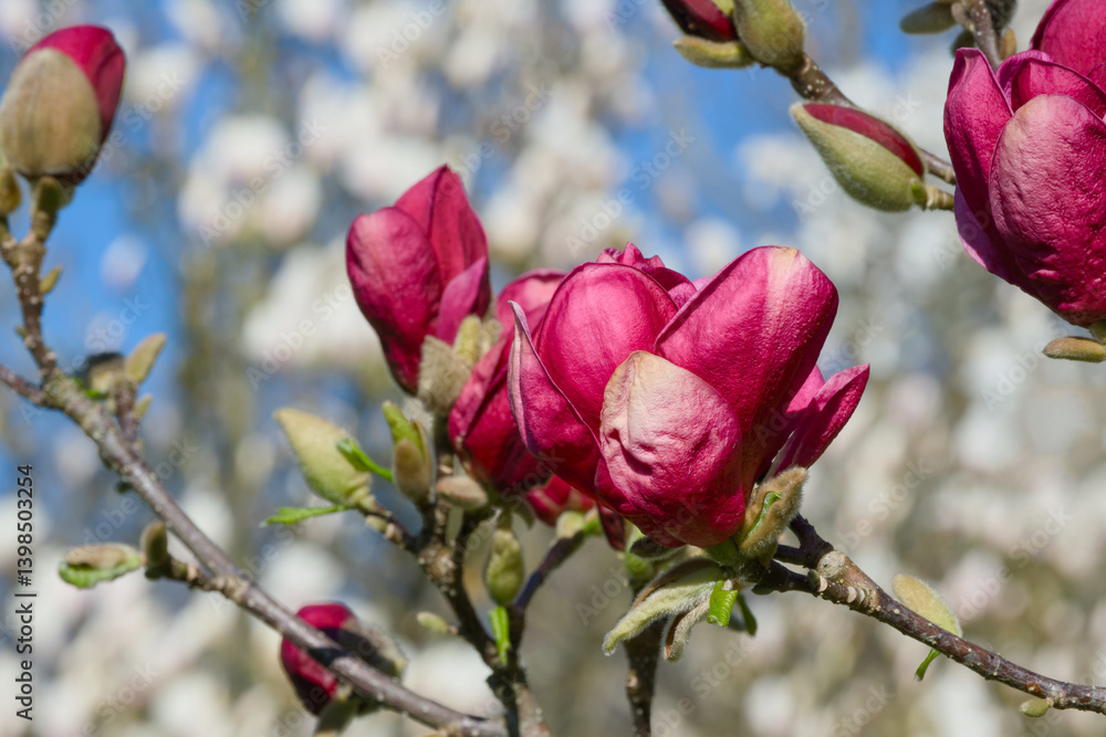 beautiful magnolia blossom on a sunny spring day close-up beautiful magnolia blossom on a sunny spring day close-up