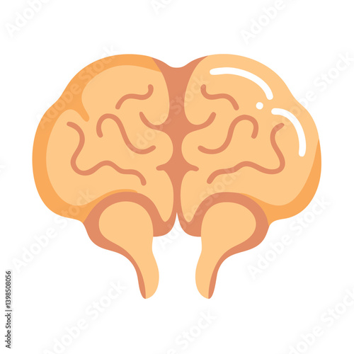  Cerebellum Anatomy Vector Design