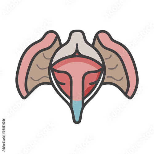  Diaphragm Anatomy Icon