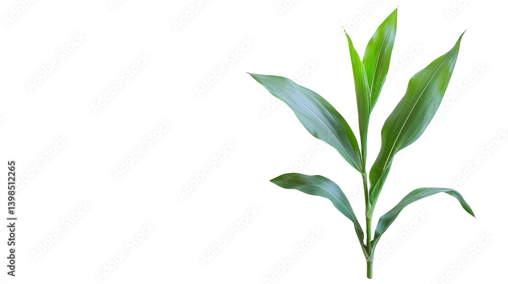 Fototapeta premium a green plant in the wind on a transparent background, PNG image, PNG file, Generative art.