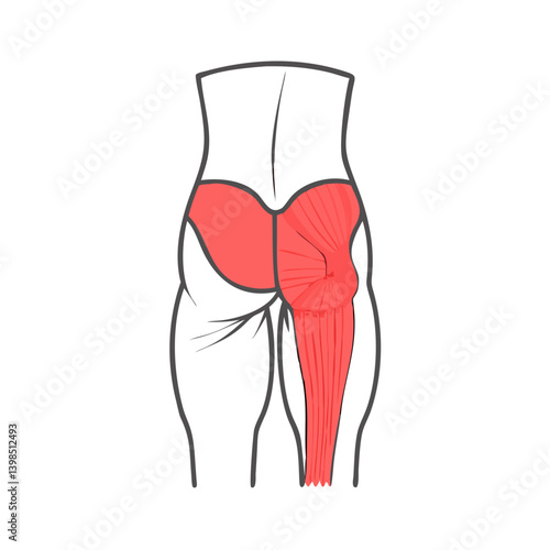  Detailed Gluteus Maximus Anatomy