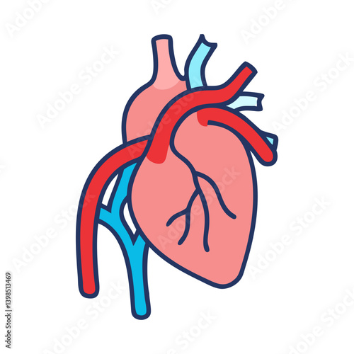  Detailed Inferior Vena Cava Anatomy