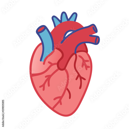  Myocardium Anatomy Vector Design