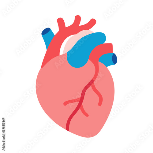  Myocardium Anatomy Icon Design