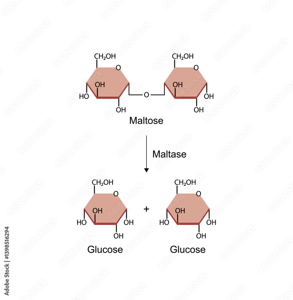 Obraz premium Maltose, malt sugar, chemical structure. Disaccharide Molecule. Glucose Sugar units. Scientific Diagram. Vector Illustration