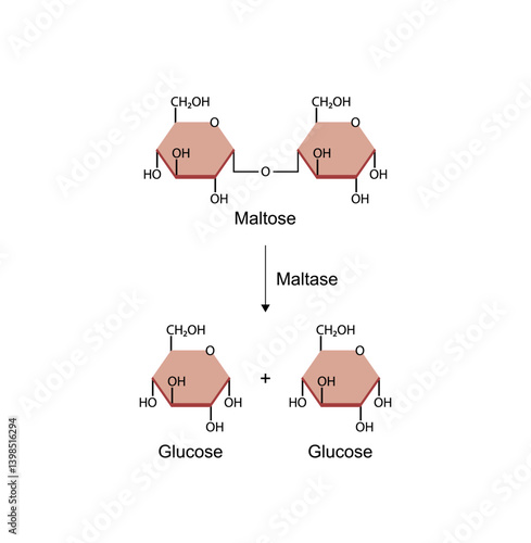 Maltose, malt sugar, chemical structure. Disaccharide Molecule. Glucose Sugar units. Scientific Diagram. Vector Illustration