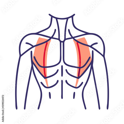  Pectoralis Major Medical Anatomy Icon
