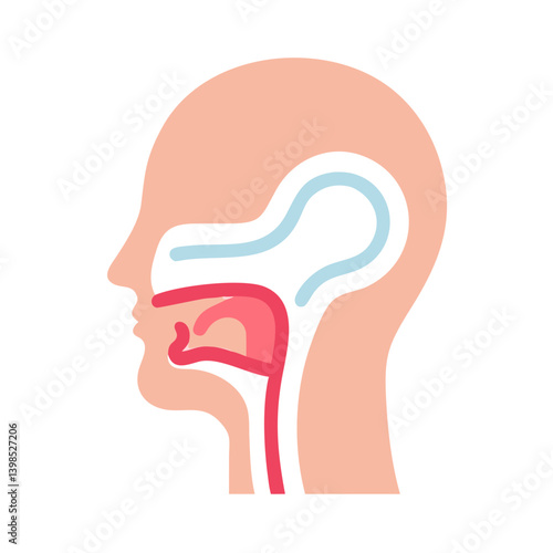  Detailed Pharynx Anatomy