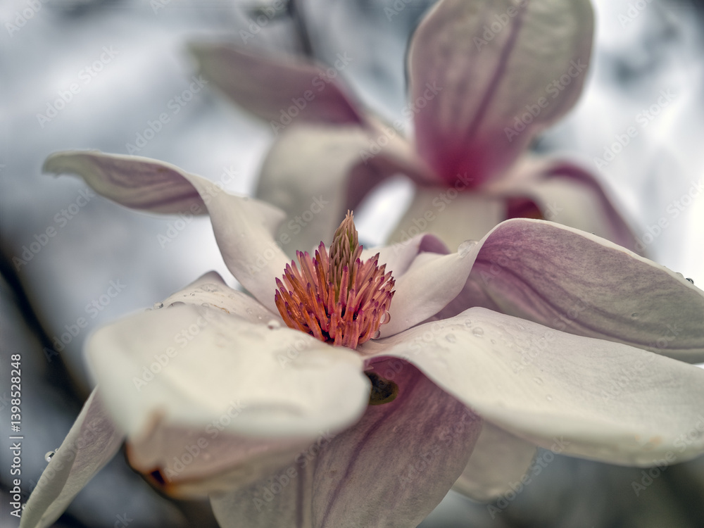 Magnolia tree in bloom in early spring