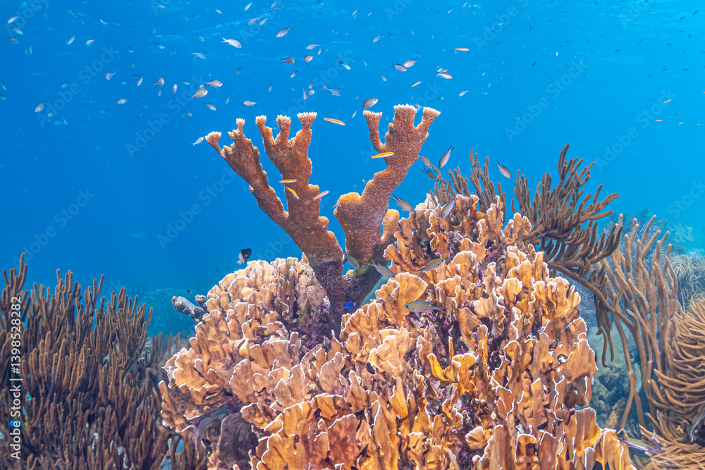 Elkhorn coral ,Acropora palmata