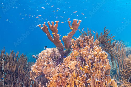 Obraz na płótnie Elkhorn coral ,Acropora palmata w salonie