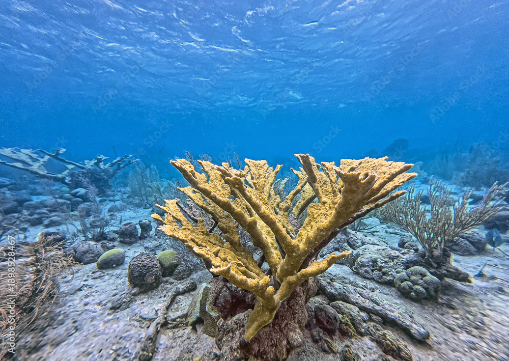 Elkhorn coral ,Acropora palmata