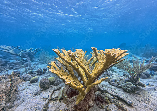 Obraz na płótnie Elkhorn coral ,Acropora palmata w salonie