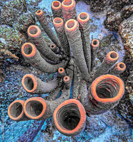 Obraz na płótnie branching vase sponge,Callyspongia ,Cladochalina, aculeata w salonie