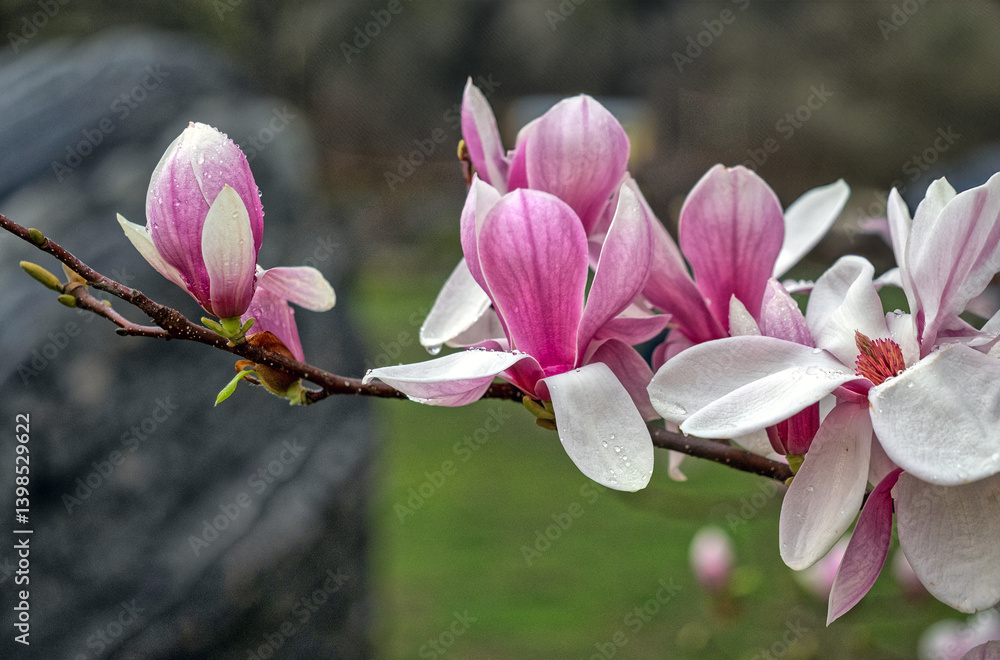 Magnolia tree in bloom in early spring