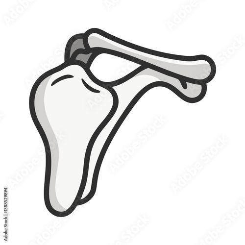  Scapula Anatomy Vector Design