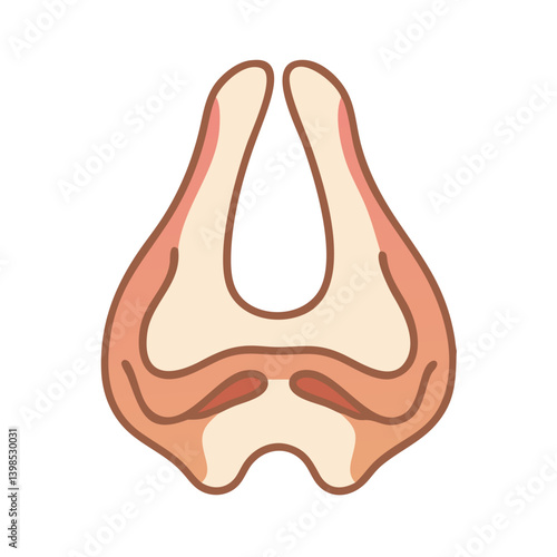  Septum Anatomy Icon Design
