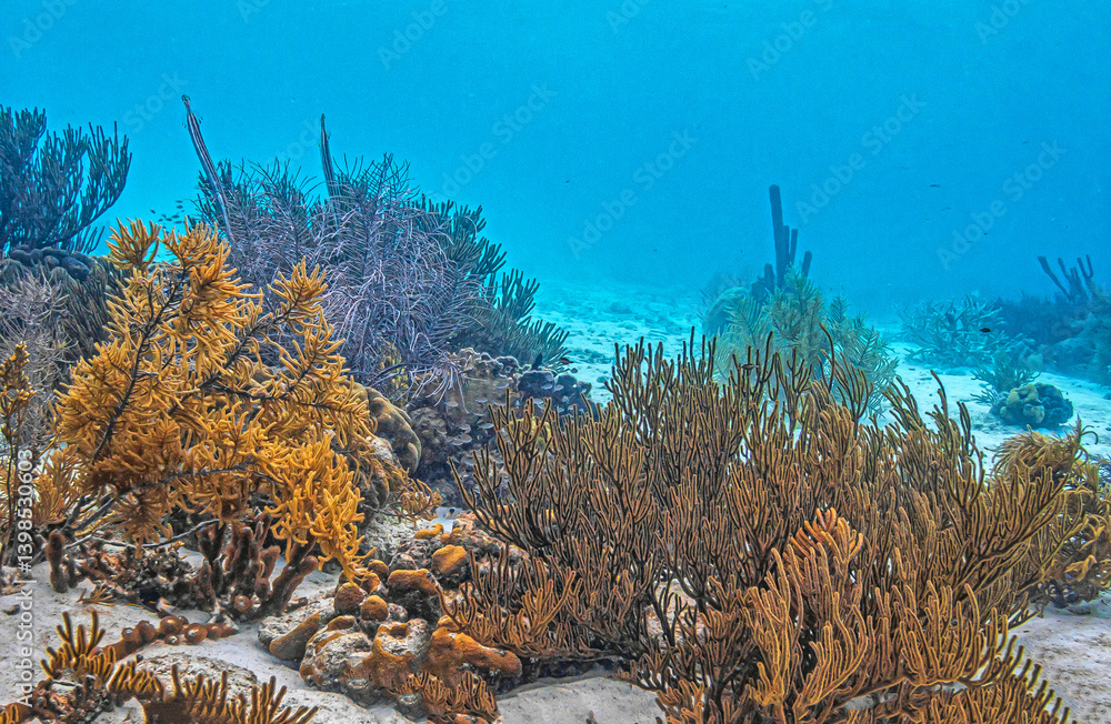 Caribbean coral garden, underwater Bonaire
