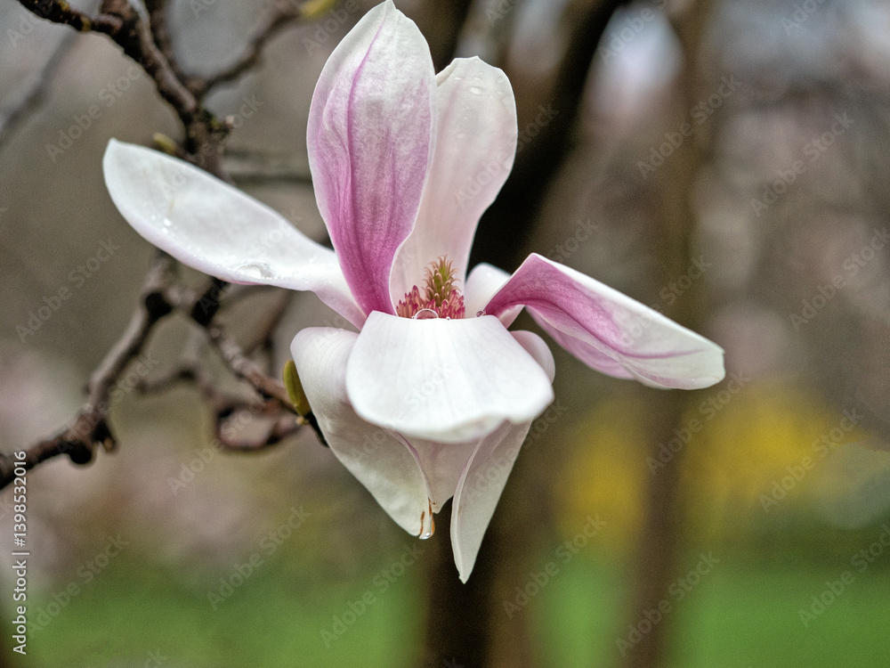 Magnolia tree in bloom in early spring