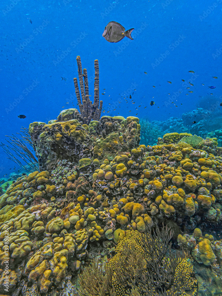 Caribbean coral garden, underwater Bonaire