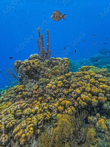 Obraz na płótnie Caribbean coral garden, underwater Bonaire w salonie