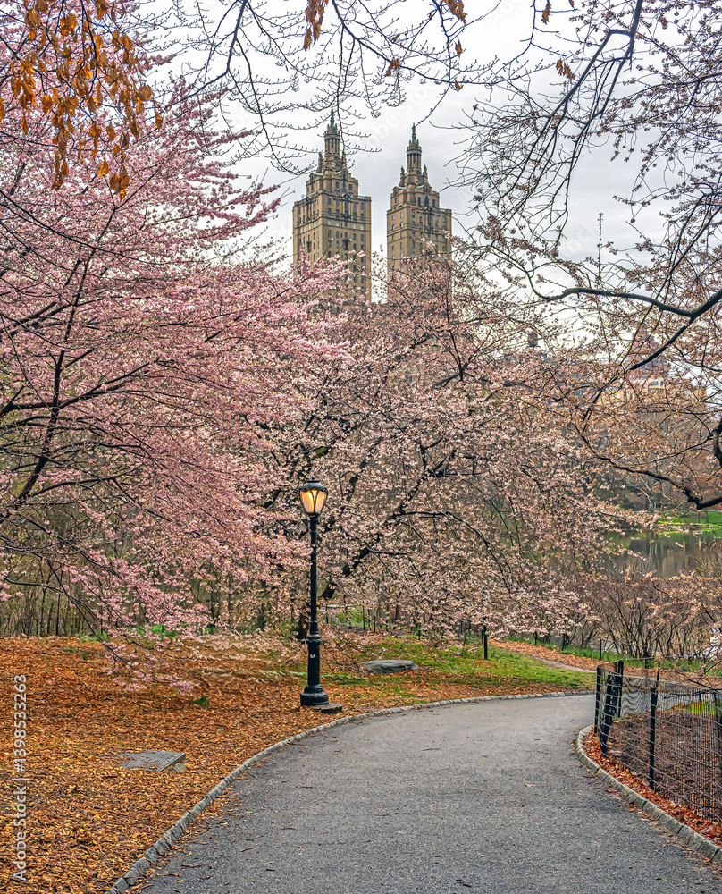 Central Park in spring, blooming apple trees