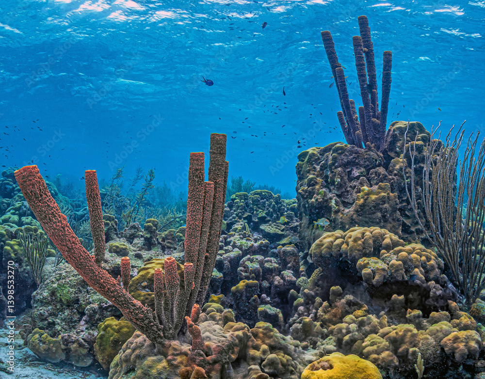 branching vase sponge,Callyspongia ,Cladochalina, aculeata