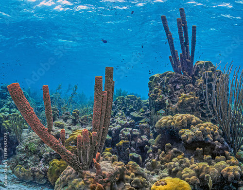 branching vase sponge,Callyspongia ,Cladochalina, aculeata