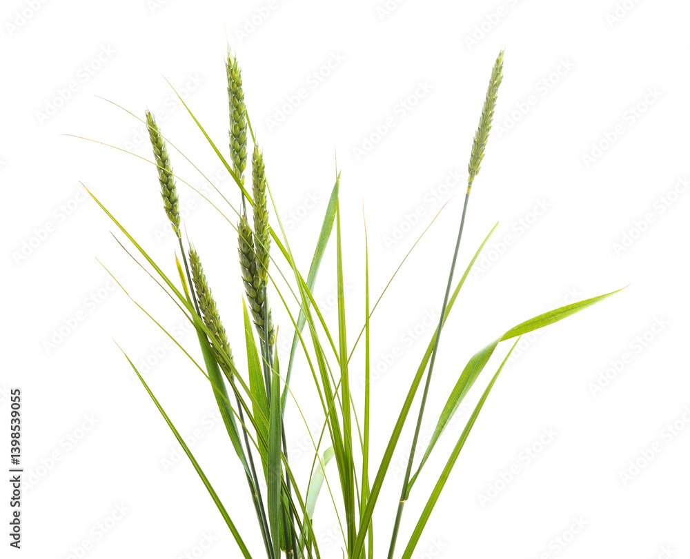 Green ears of wheat. Green ears of wheat.