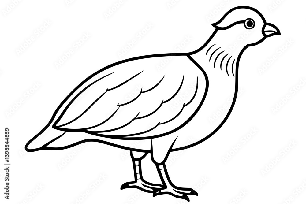 Simple Quail Sketch Vector Simple Quail Sketch Vector