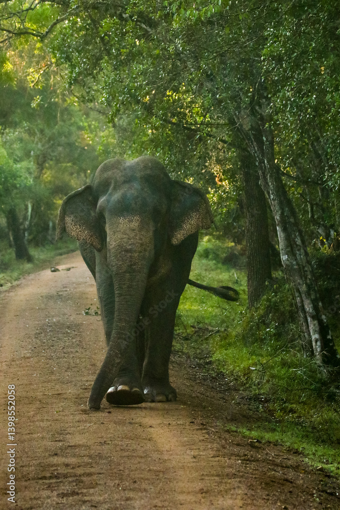 Fototapeta premium Wild elephant at Wilpattu, Sri Lanka