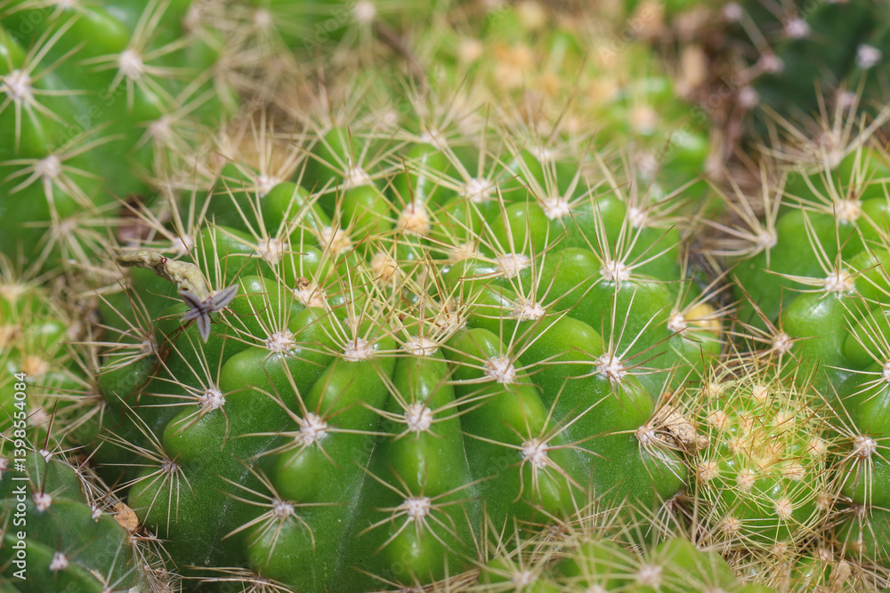 cactus in close up cactus in close up