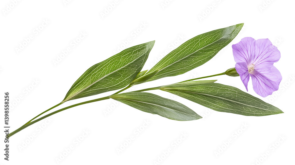 Obraz premium a close up of a flower on a transparent background, PNG image, PNG file, Generative art.