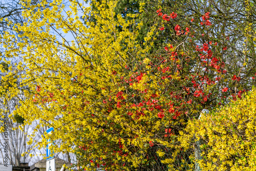 colorful bush in full bloom. intense yellow forsythia flowers and red quince flowers. The background is a blue sky. early spring
