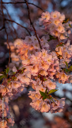 Austria - Burgenland_April2025