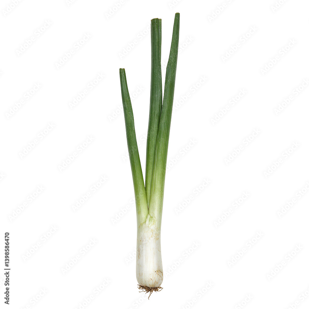 Fresh vibrant Egyptian leek with long flat leaves and a small white base Perfectly showcased on a clean white background Fresh vibrant Egyptian leek with long flat leaves and a small white base Perfectly showcased on a clean white background