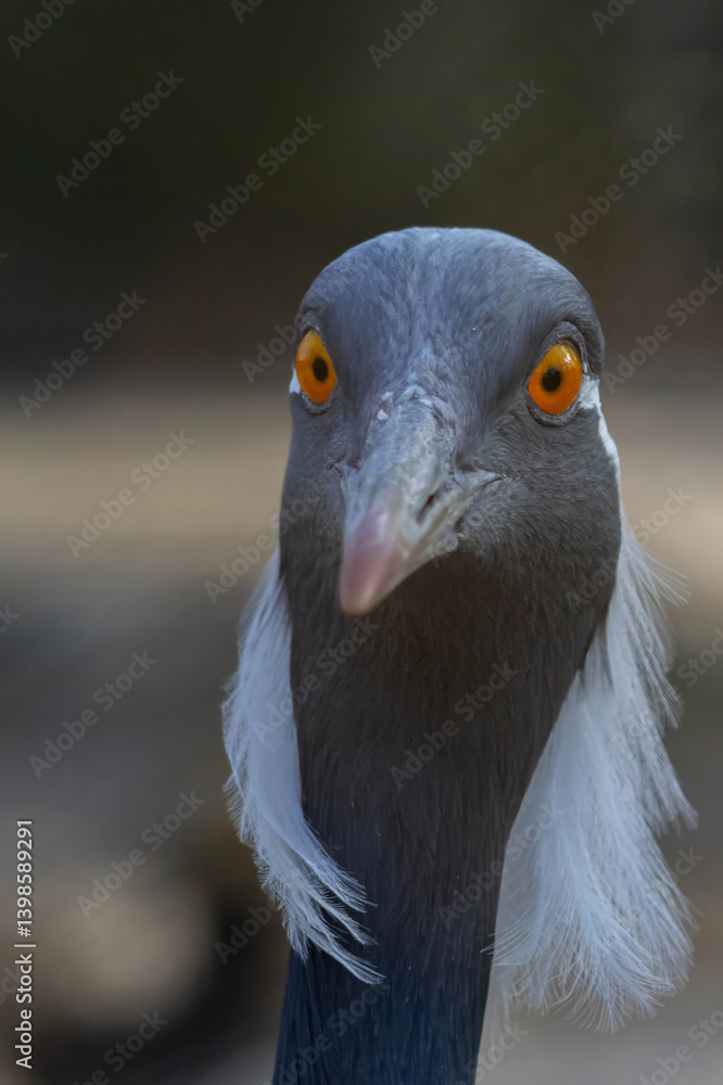 Fototapeta premium Demoiselle Crane (Grus virgo). Close up animal