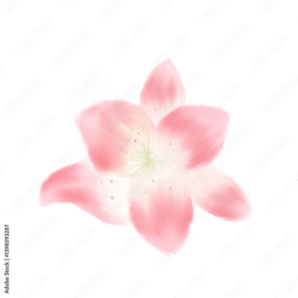 Naklejka premium pink rose isolated on white for you