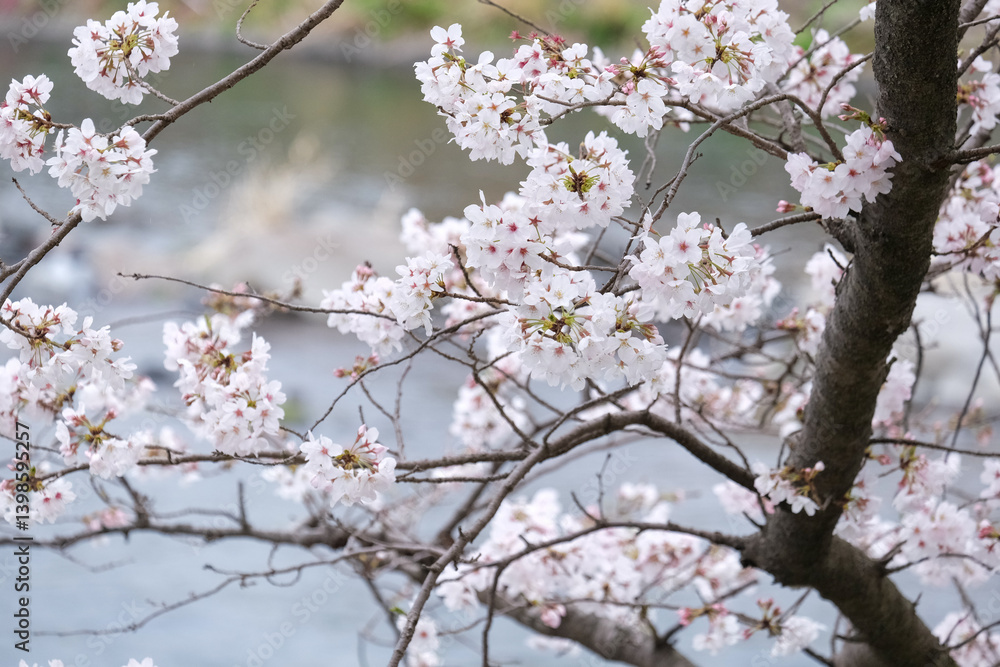 The cherry blossoms are blooming beautifully. The cherry blossoms are blooming beautifully.