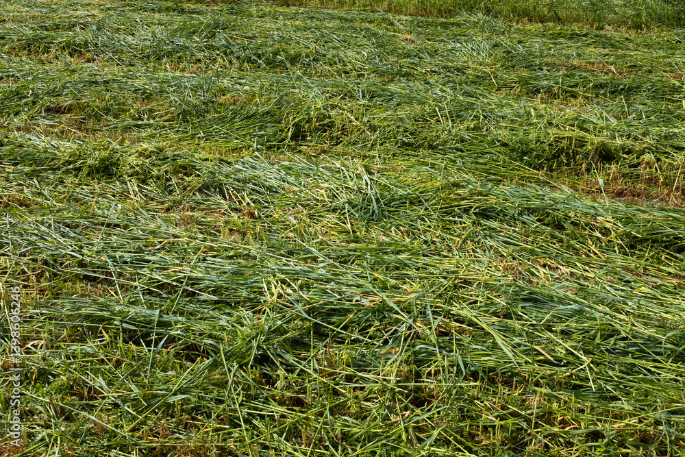Freshly Cut Ryegrass Fodder Drying on Field – Nutrient-Rich Forage for Livestock Feeding, Sustainable Agriculture and Haymaking in Rural Grassland or Pasture. High quality photography Freshly Cut Ryegrass Fodder Drying on Field – Nutrient-Rich Forage for Livestock Feeding, Sustainable Agriculture and Haymaking in Rural Grassland or Pasture. High quality photography