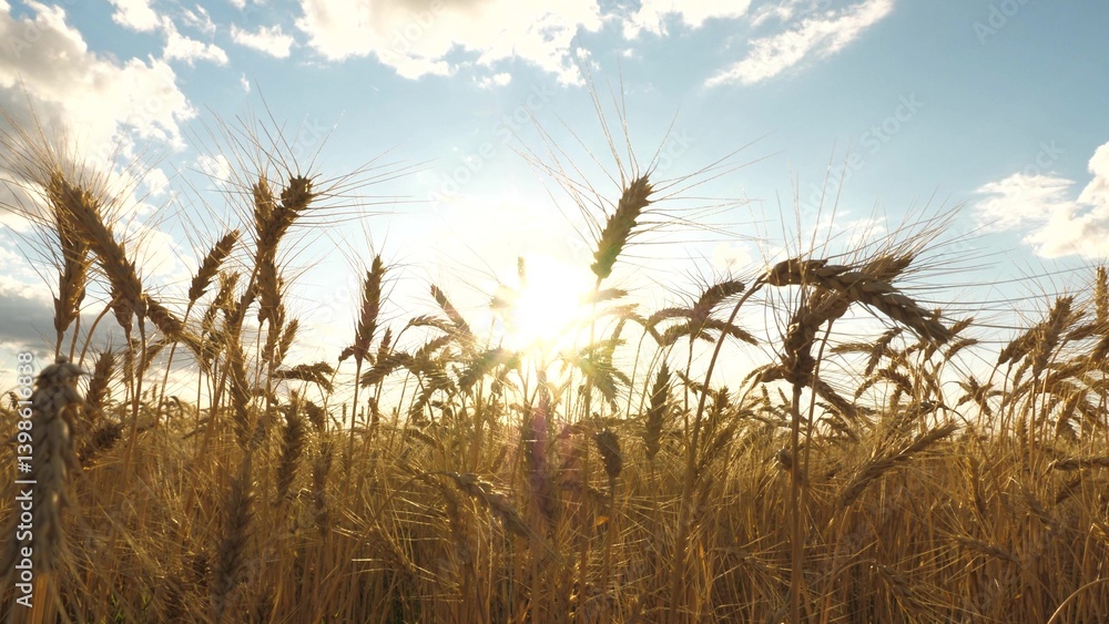 Golden wheat fields sway under warm sun, agriculture plays vital role providing food world, wheat agricultural crop grown regions, farmer work hard grow harvest wheat, bright sky beauty rural Golden wheat fields sway under warm sun, agriculture plays vital role providing food world, wheat agricultural crop grown regions, farmer work hard grow harvest wheat, bright sky beauty rural