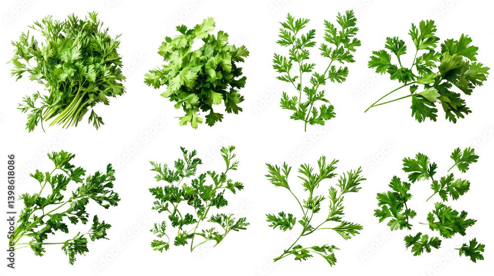 Twelve Cilantro Sprigs, Top View, Isolated on Transparent Background, Culinary Herb, Green Leaves, Cilantro, Herb, Food Twelve Cilantro Sprigs, Top View, Isolated on Transparent Background, Culinary Herb, Green Leaves, Cilantro, Herb, Food