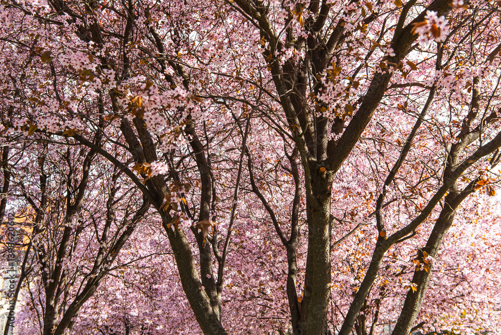 Pink cherry blossom trees on a sunny spring day Pink cherry blossom trees on a sunny spring day