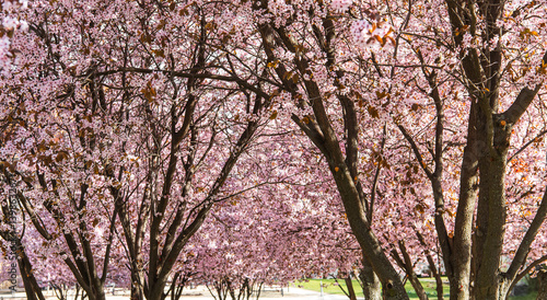 Pink cherry blossom trees on a sunny spring day