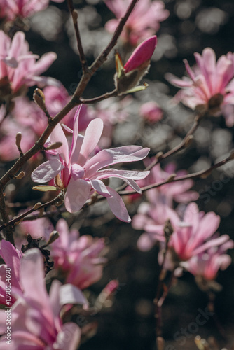 Blooming branches of pink Magnolia Loebneri 