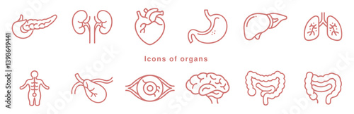 Icons of organs,large intestines, small intestines, brain, eyeball, pancreas, kidney, galbladder, stomach, liver, heart, lungs