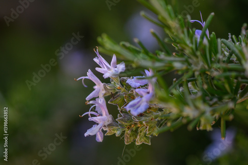 Delicate lavender blooms gracefully adorn a vibrant rosemary bush in a sunlit garden during springtime