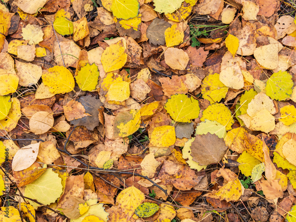 Orange and yellow fallen leaves in the sunlight. Orange and yellow fallen leaves in the sunlight.